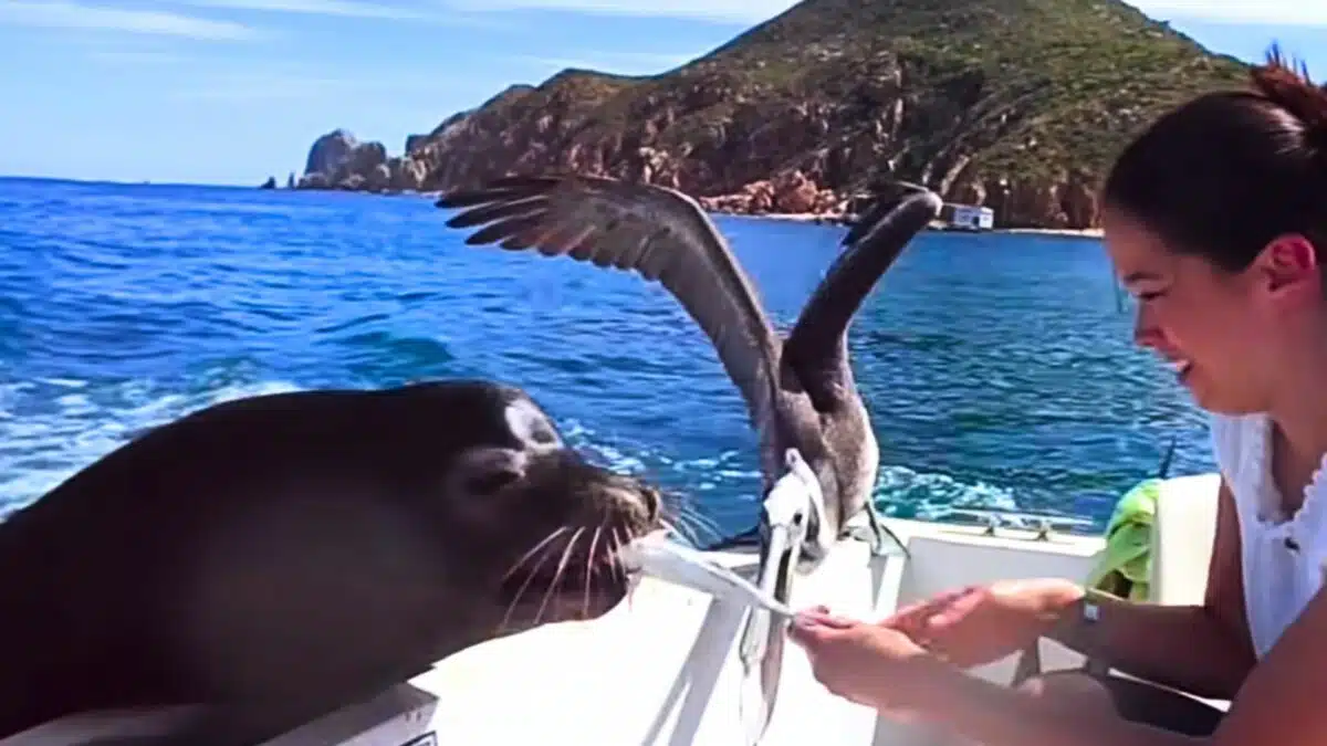 sea lion jumps on boat