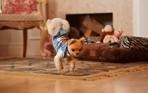 Unbelievably Fast Pomeranian Running on Two Legs and Creates a Record