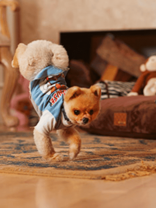 Fastest Pomeranian Ever Recorded On Two Legs
