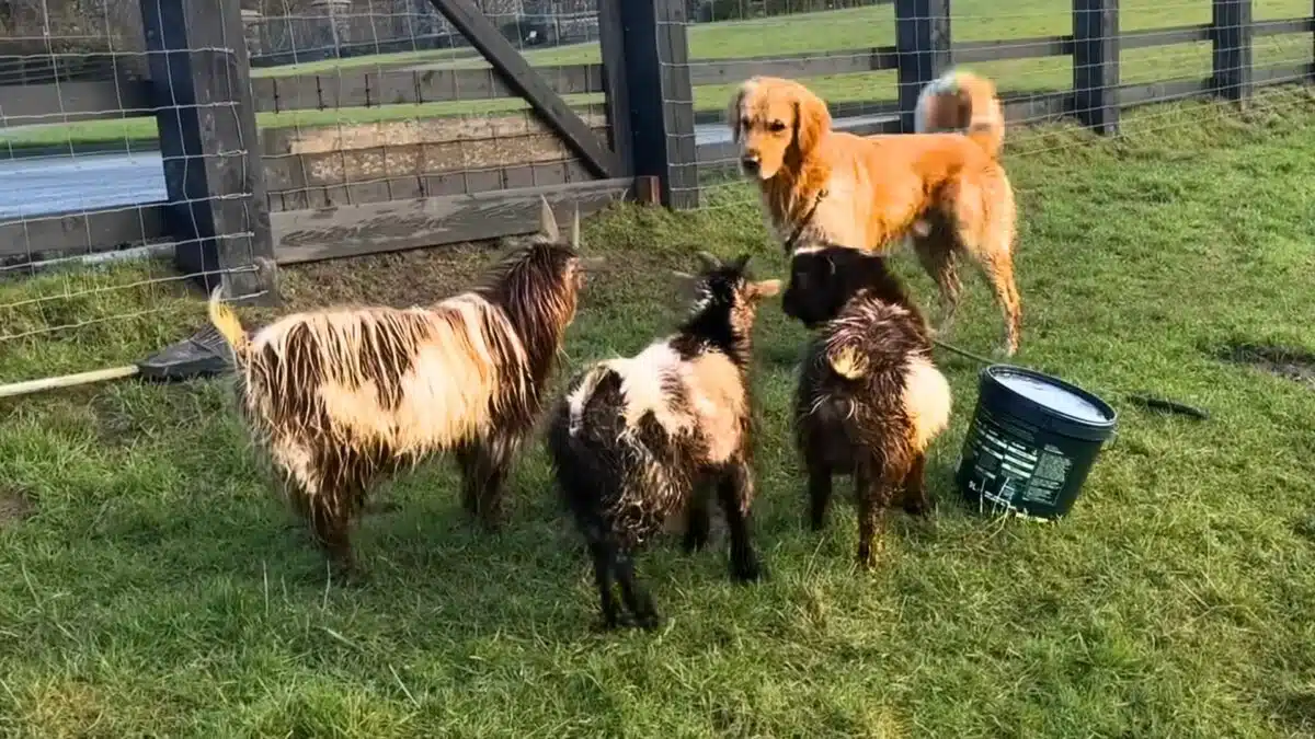 golden retriever encounters goats