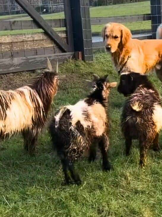 Golden Retriever Encounters Goats For the First Time Ever