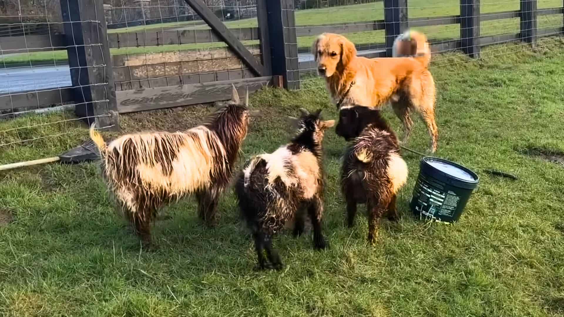 golden retriever encounters goats