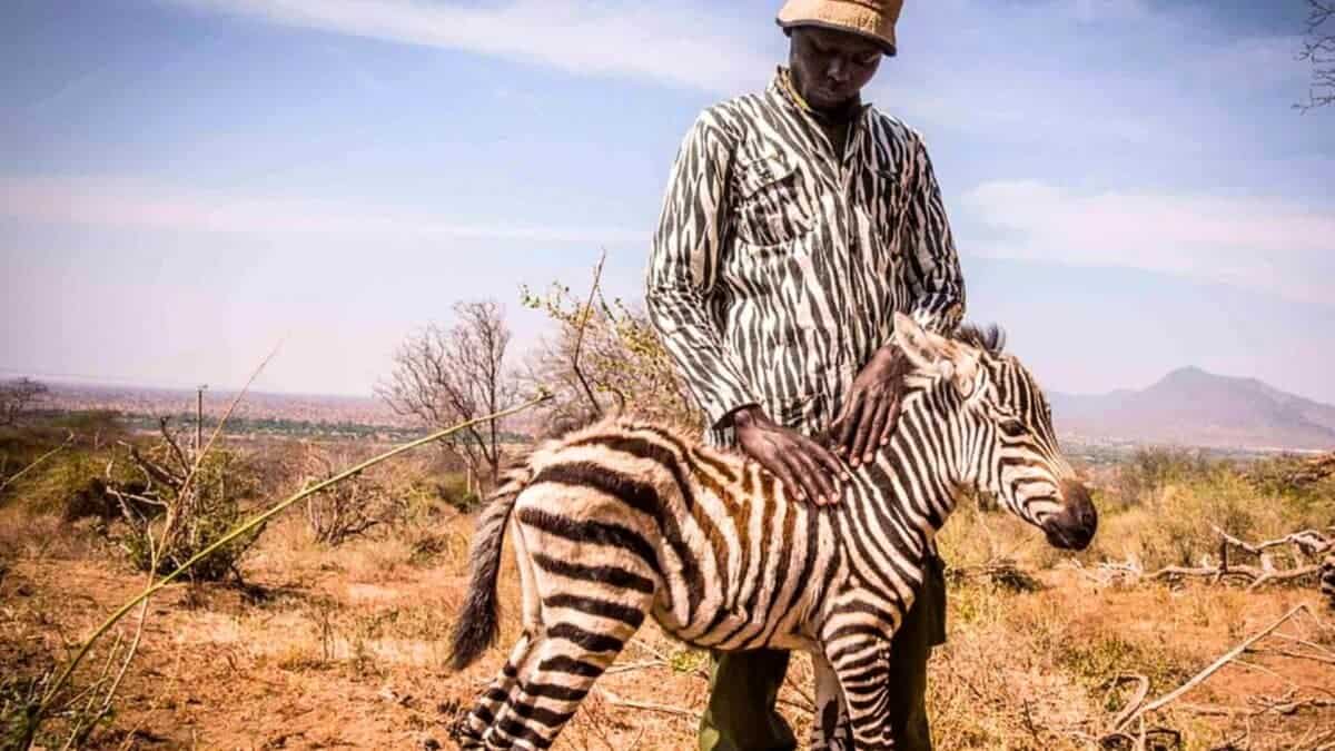 rescued baby zebra