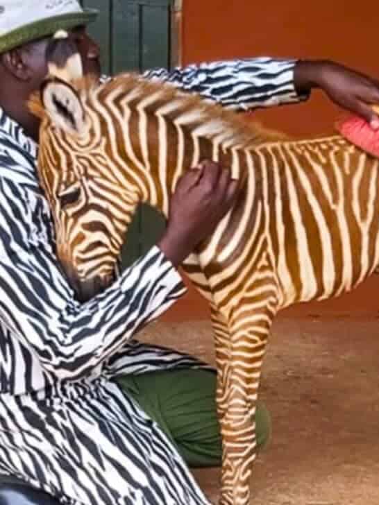 Discover How Rescuers Wear Stripes to Comfort Orphaned Baby Zebra
