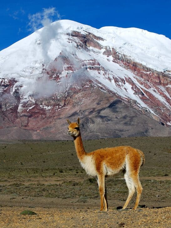 12 Remarkable Animals That Live In The Andes Mountains