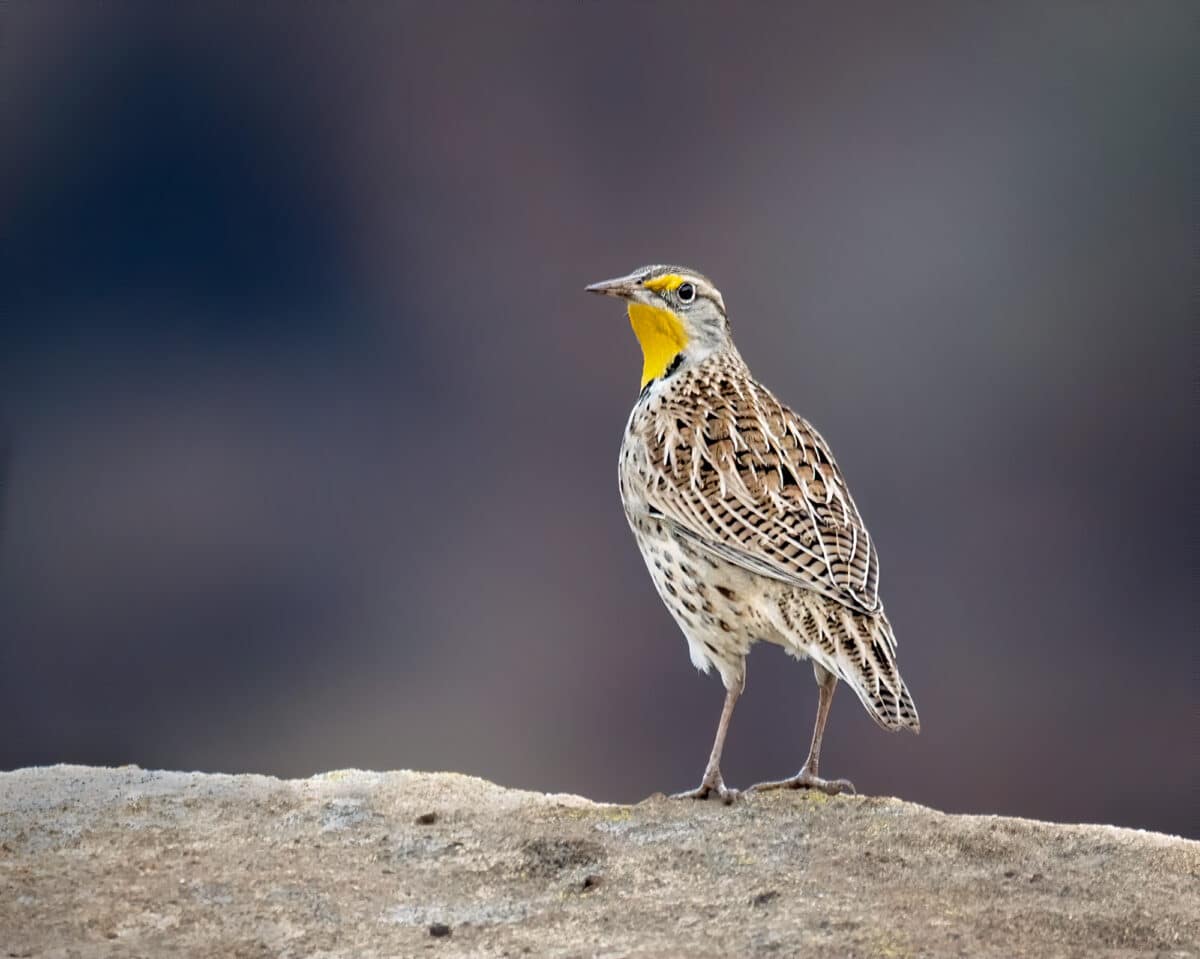 western meadowlark