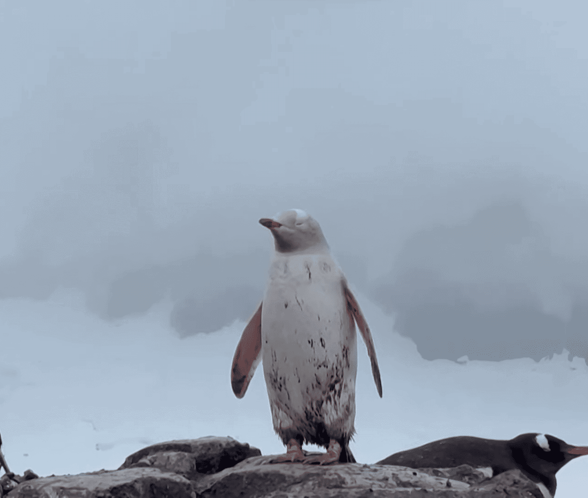 Rare white Penguin