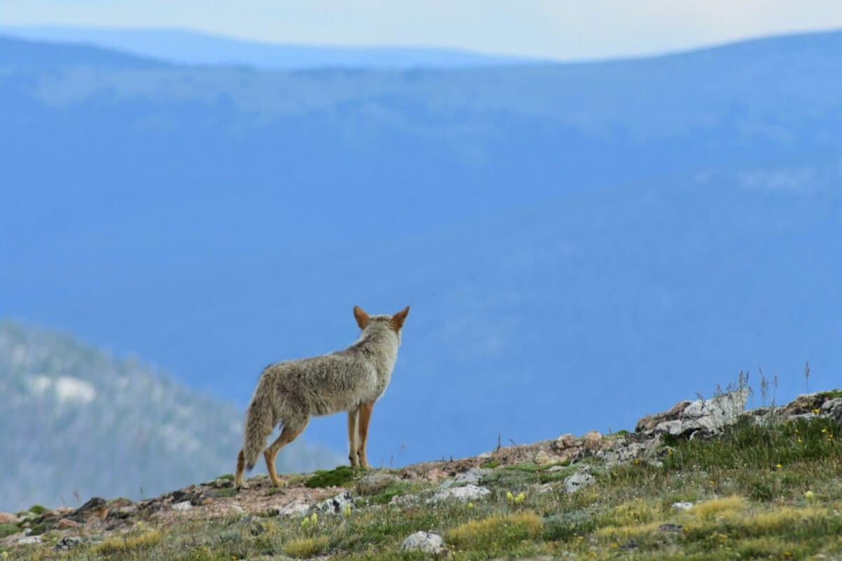 coyote standing on a mountain