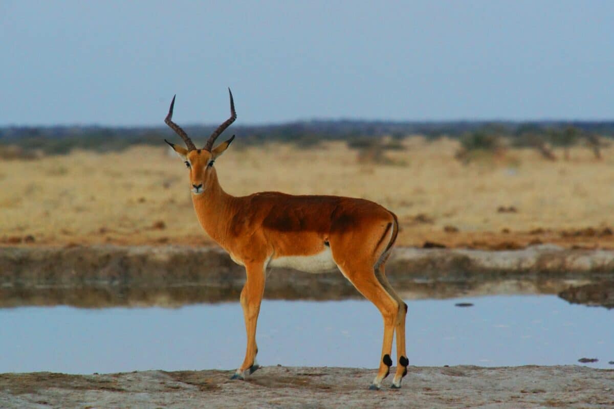 antelope in watering hole