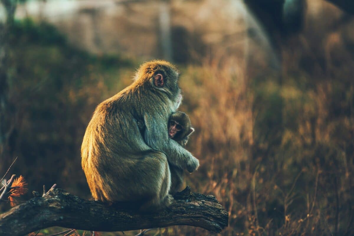 monkey parent