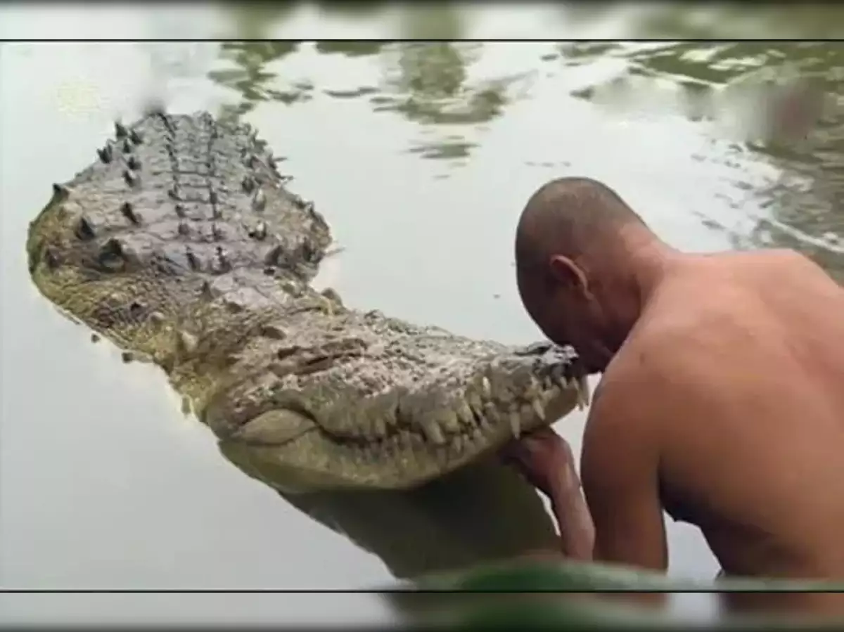 vegetarian crocodile