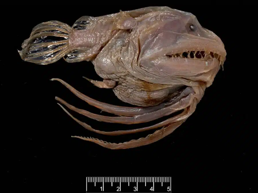 Bearded sea devil 