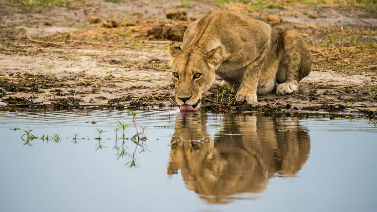 lioness drinking water