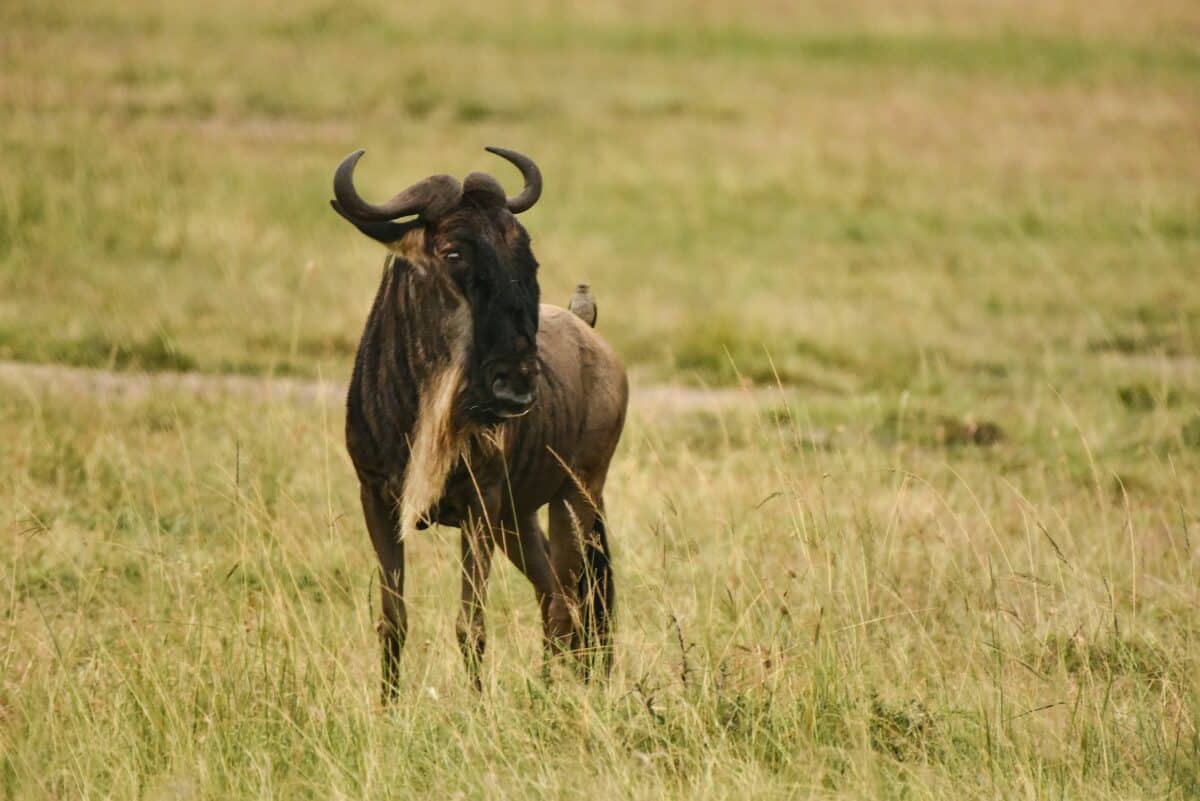 wildebeest