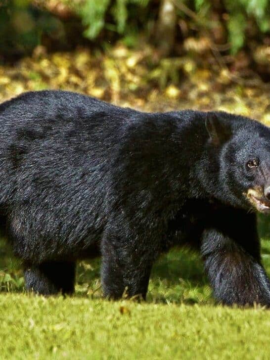 Frustrated Bear Drags Cub Over The Road