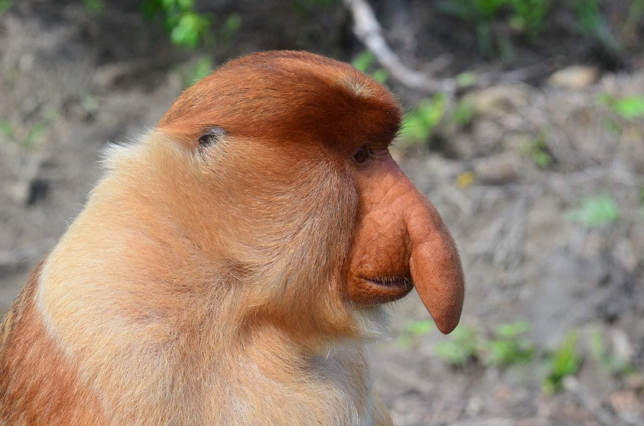 proboscis monkey