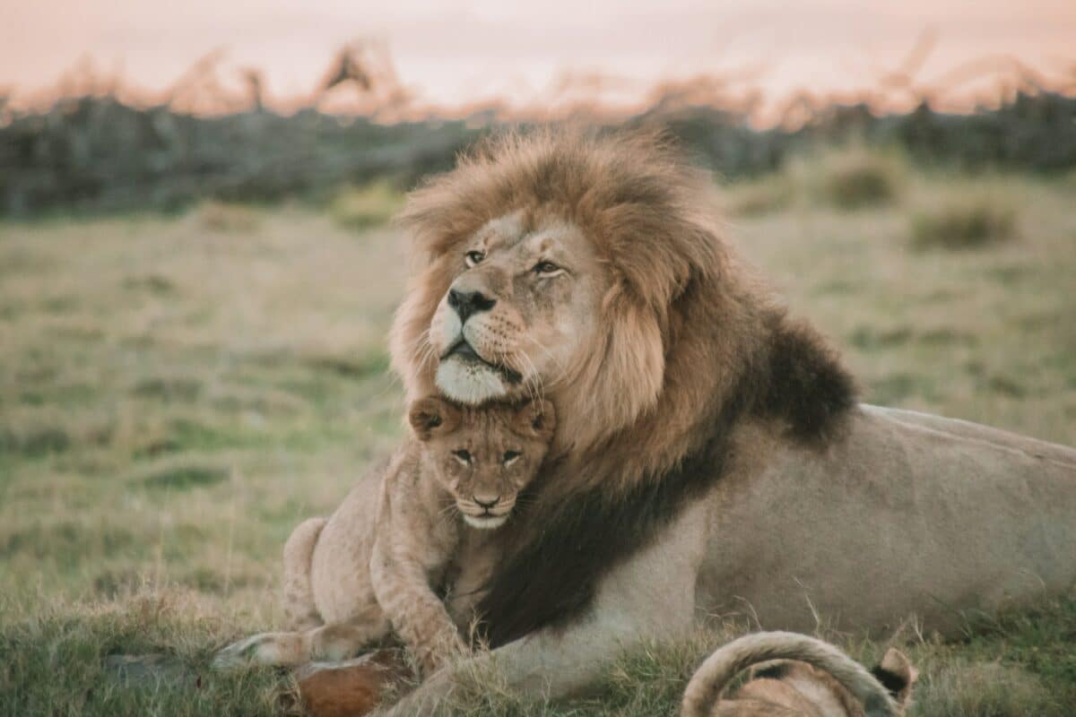lion cub with dad