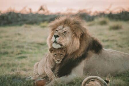 The Best Places to See Lions