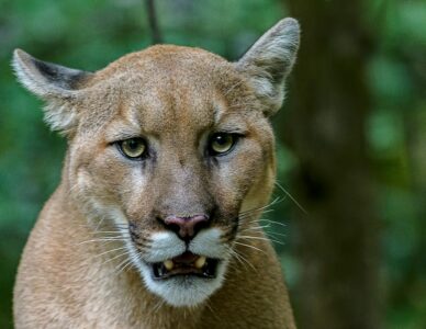 Mountain Lion Found Dead on 101 Near Partially Built Wildlife Crossing in Agoura Hills