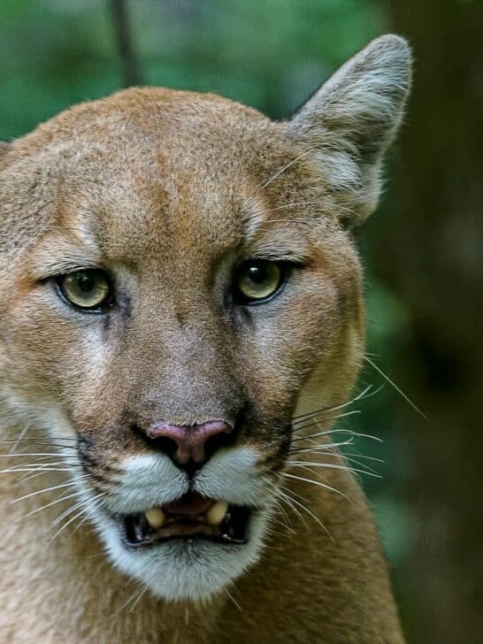 Mountain Lion Found Dead on 101 Near Partially Built Wildlife Crossing in Agoura Hills