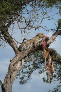 Leopard’s Kill in Tree, Game Ranger Explains