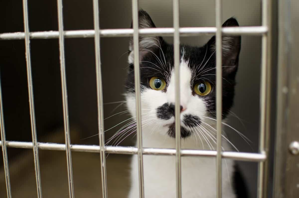 cat in animal shelter