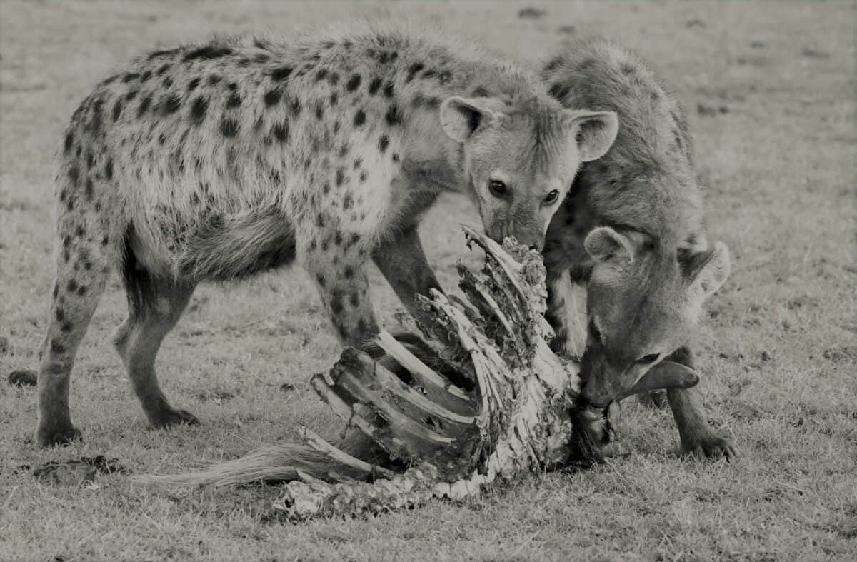 hyenas