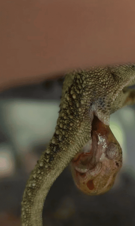 Watch: Live Birth in Chameleons and Their Evolutionary Mastery