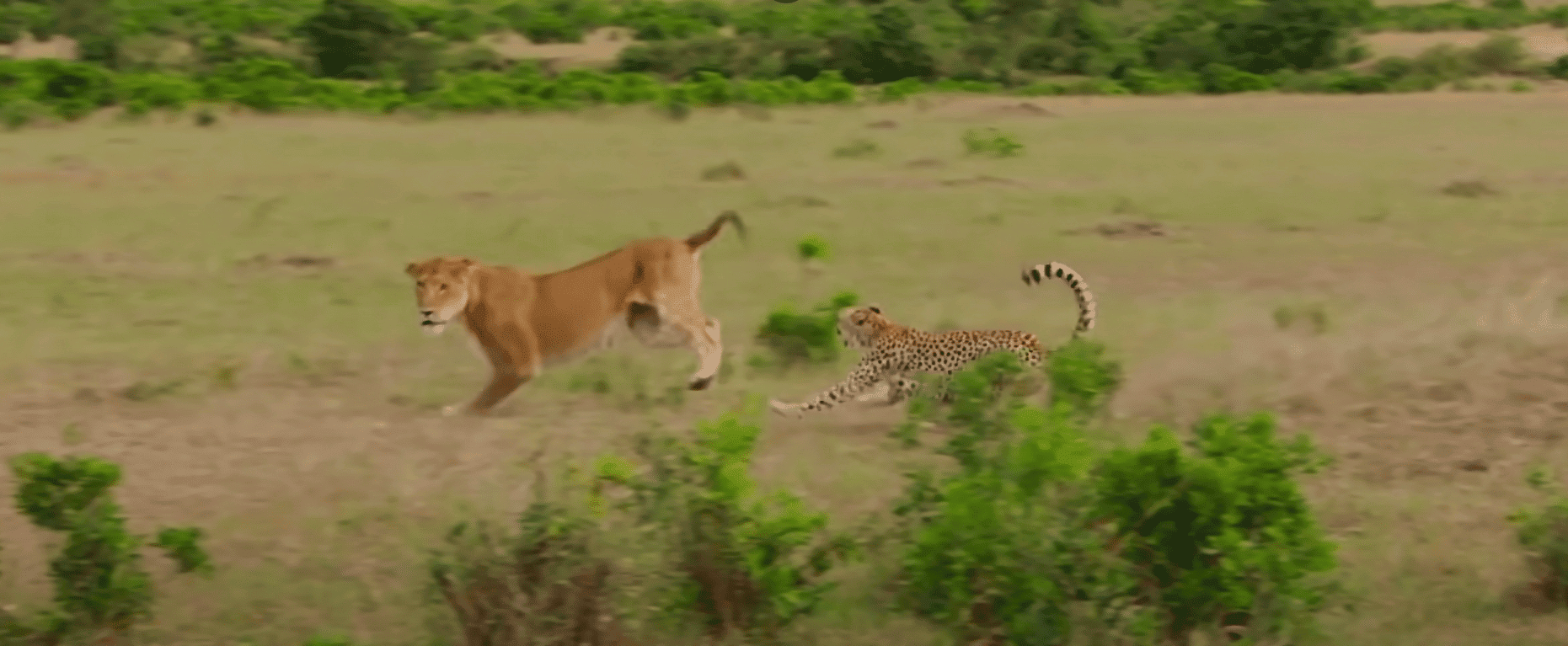 cheetah lion