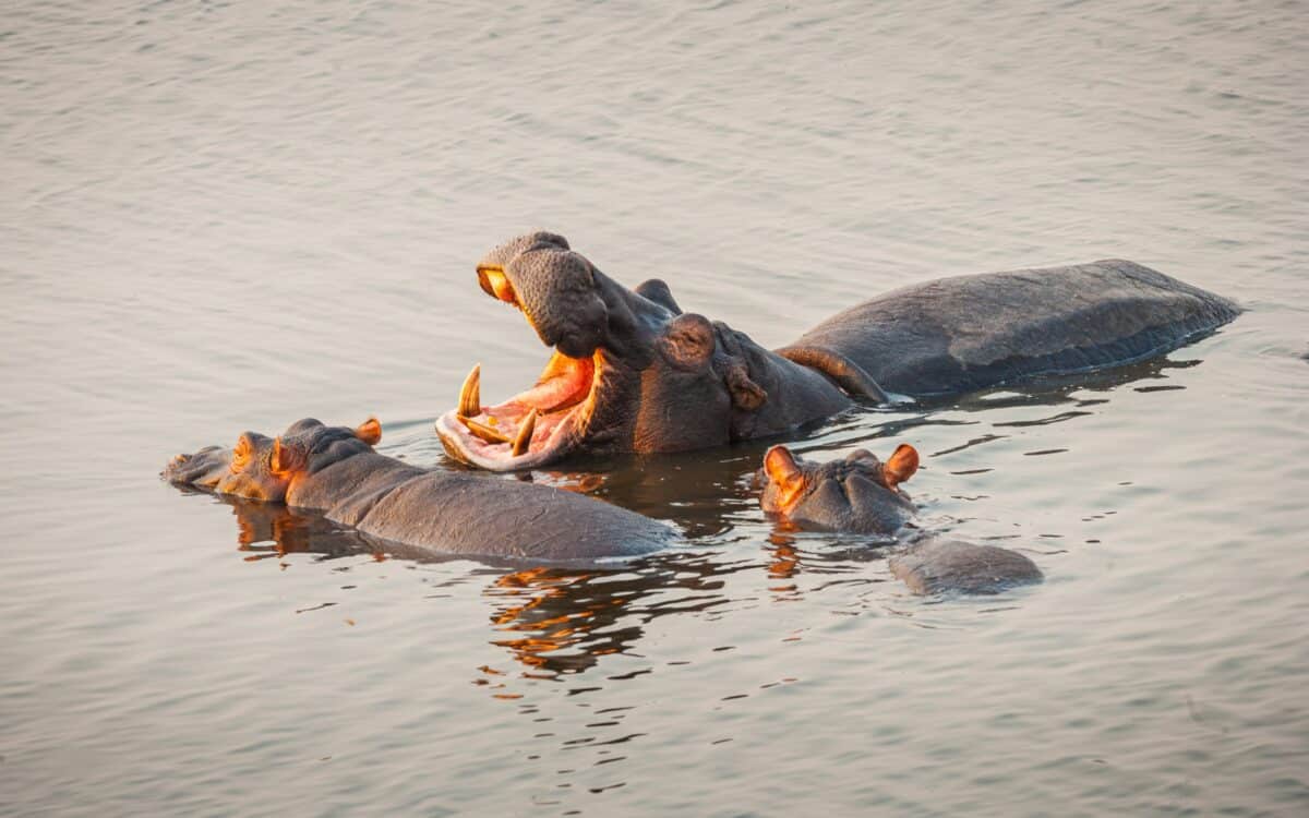 hippos yawning Yawns Are Contagious