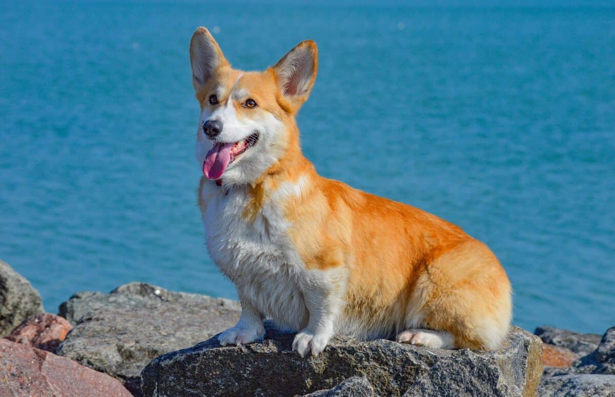 corgi