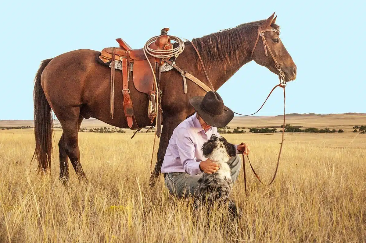 horse and corgi