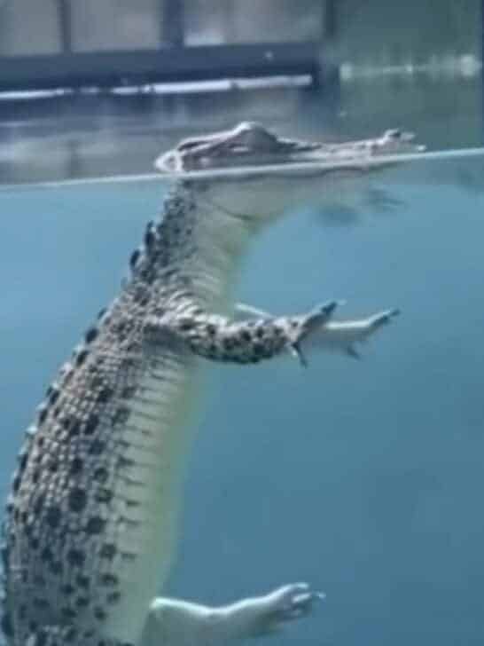 Watch: Ever Seen A Croc Below The Surface?