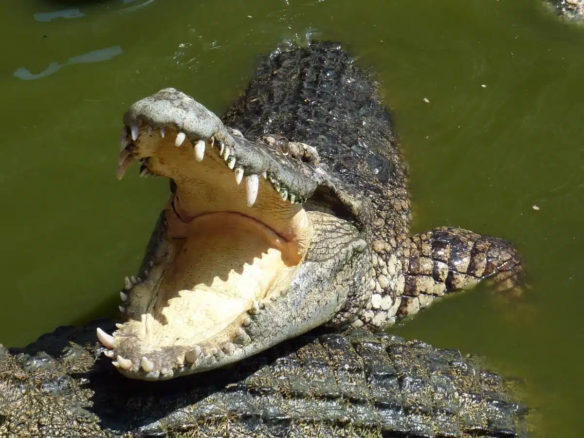 crocodile