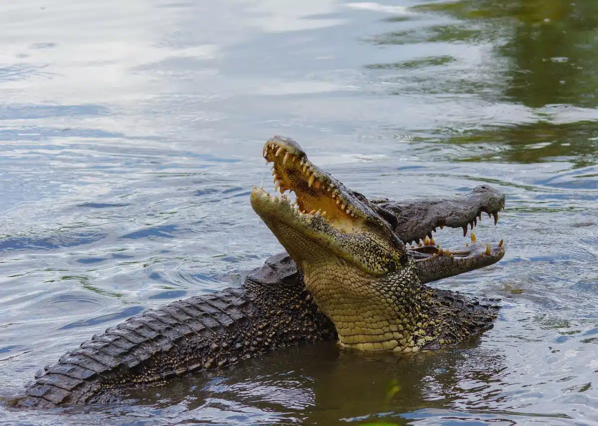 crocodile