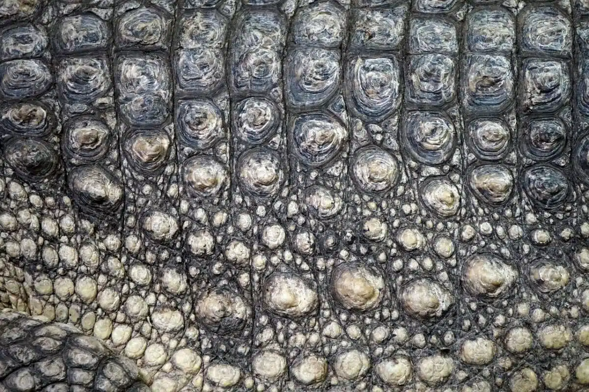crocodile skin