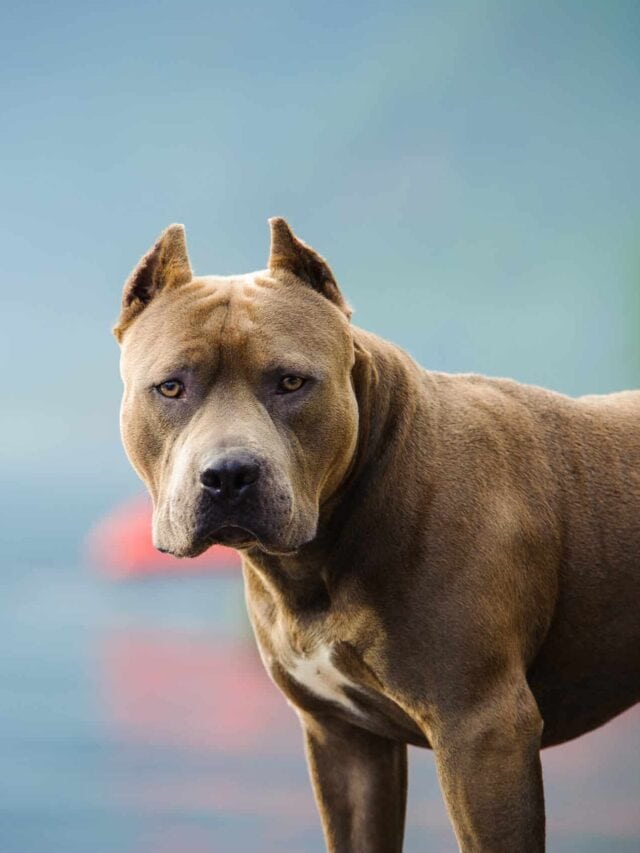 Dog Breeds With The Highest Record Of Human Attacks