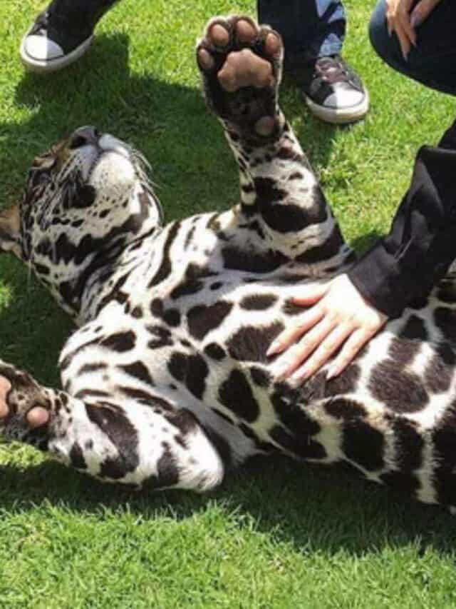 Jaguar Loves Having His Belly Rubbed
