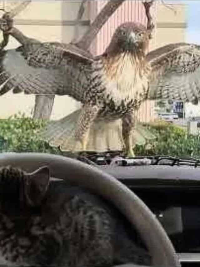 Kitten Nearly  Attacked By A Hawk In Los Angeles