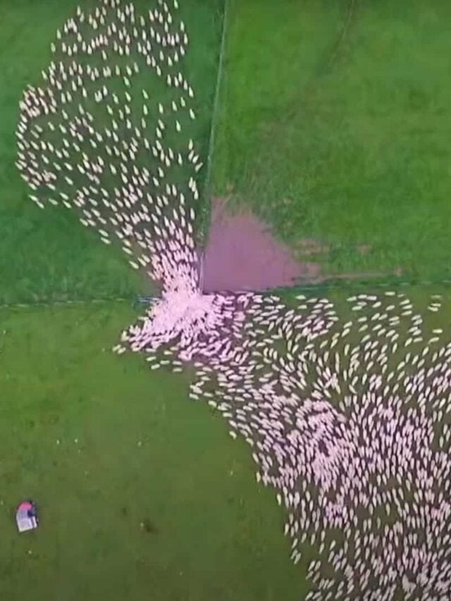sheep being herded seen from the sky