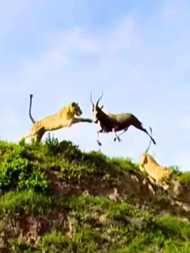 lion catches antelope mid-air
