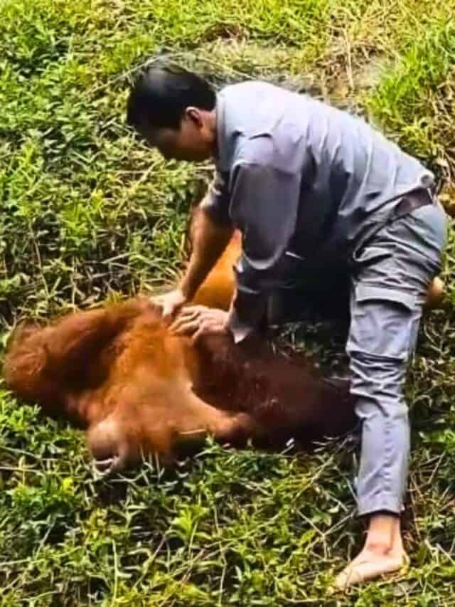 zookeeper saves orangutan with CPR