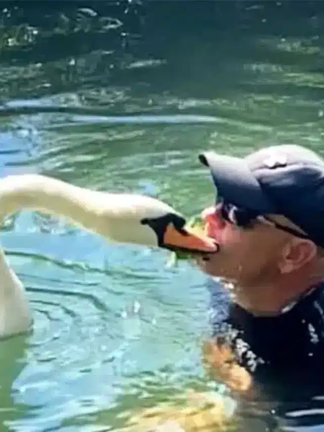 A Man Raises A Swan From An Egg  And Is Like A Dad To It.