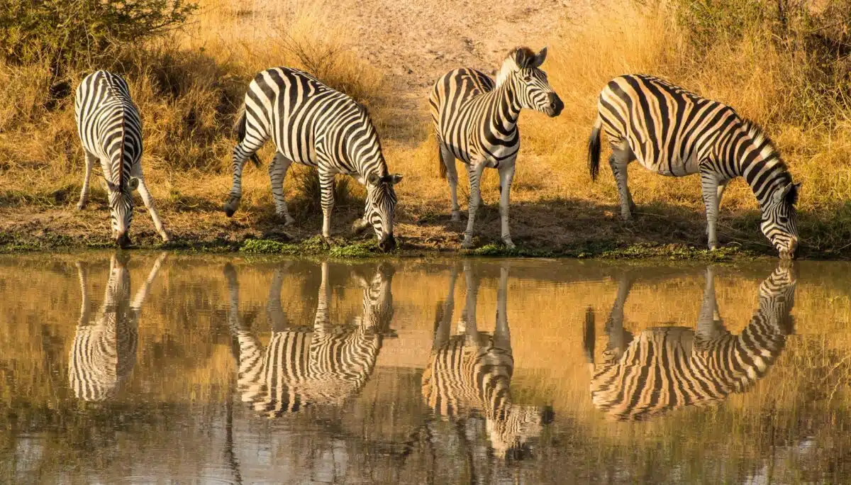 herd of zebras