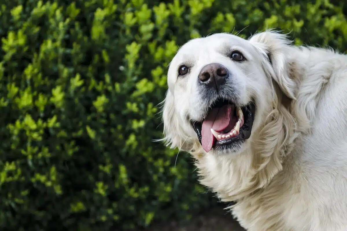 golden retriever