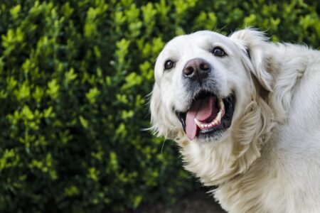 Can Dogs Eat Potatoes?