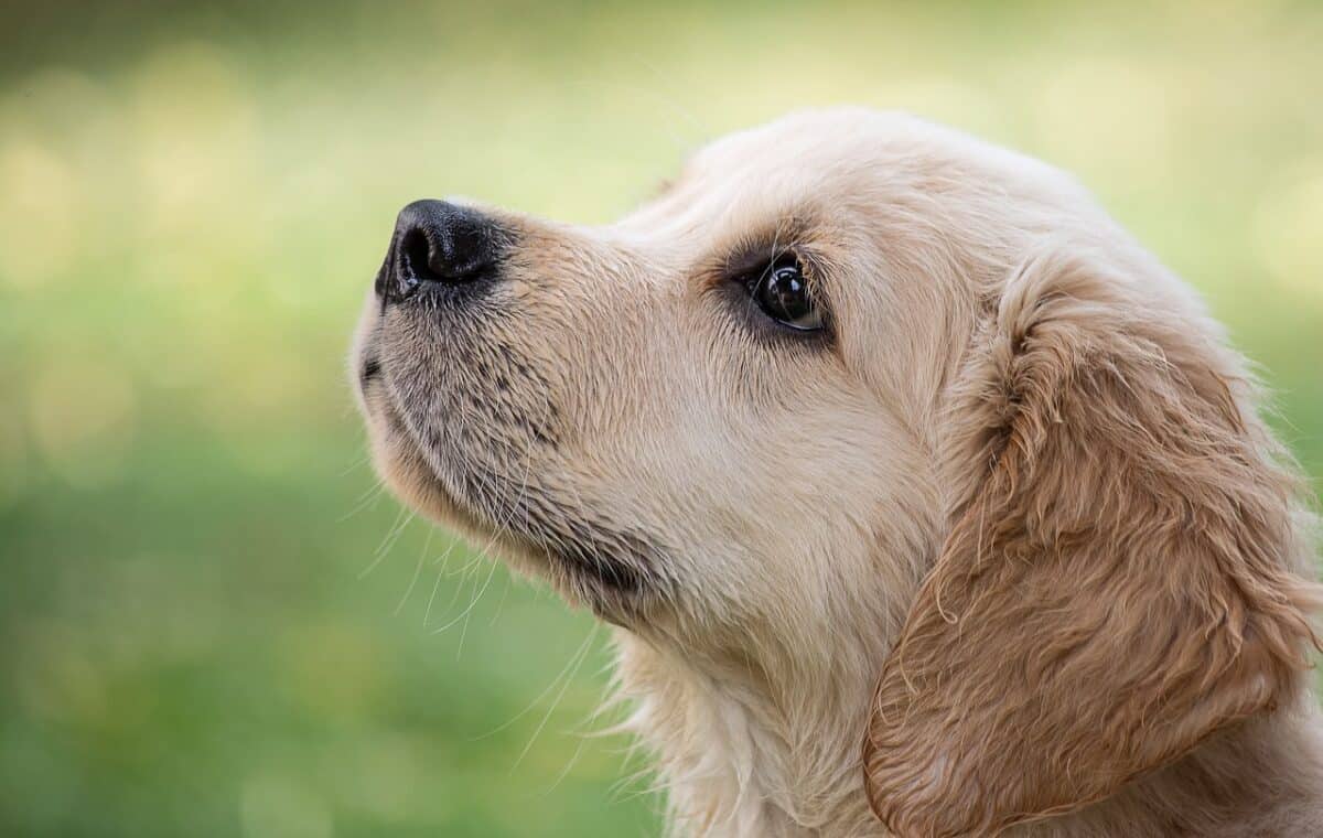 golden retriever