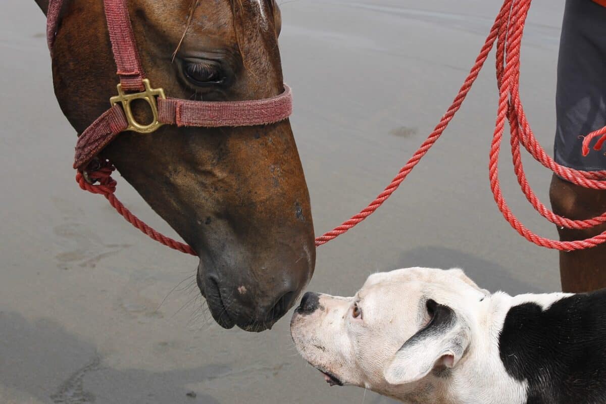 dog and horse