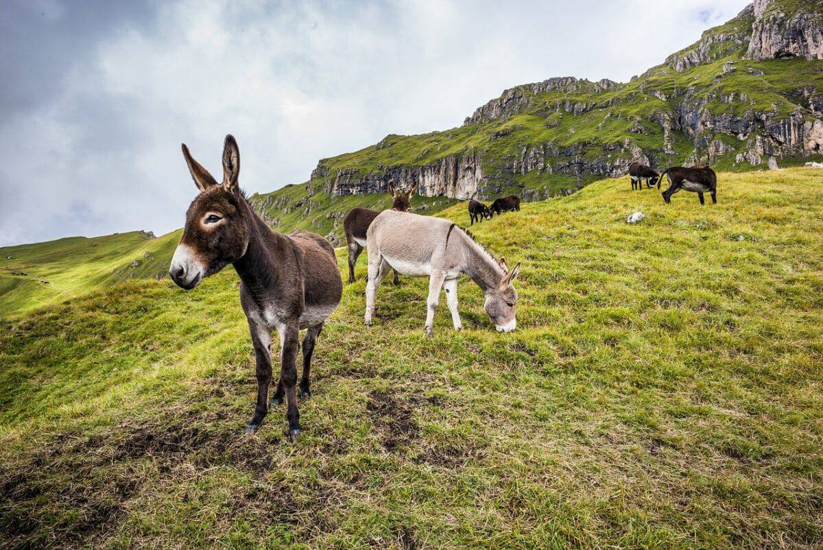 pack of donkeys