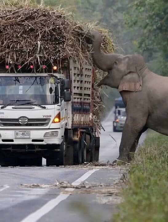 Massive Elephant With Sweet Tooth Steals Sugarcane From Moving Truck
